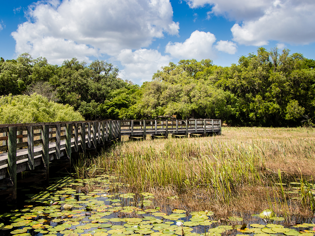 marsh boardwalk