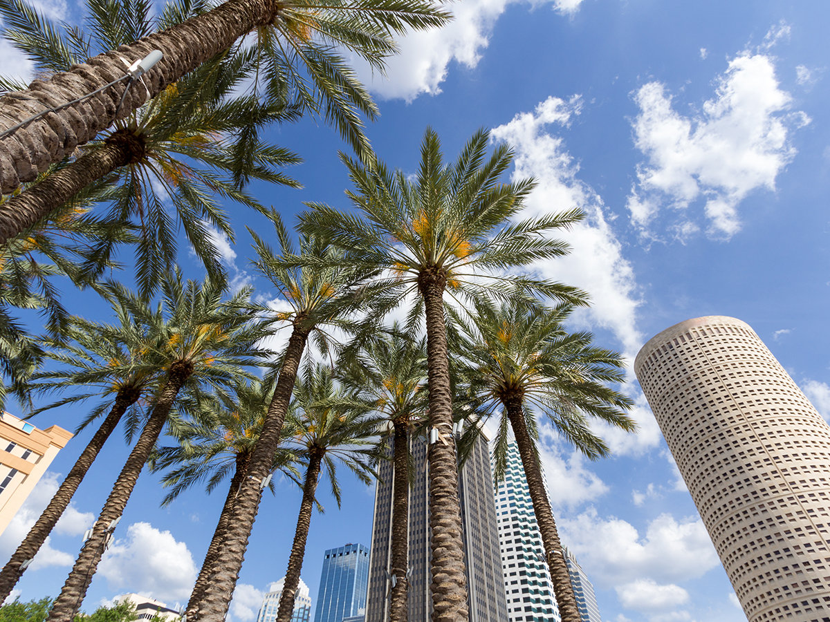 palm trees and modern skyscrapers