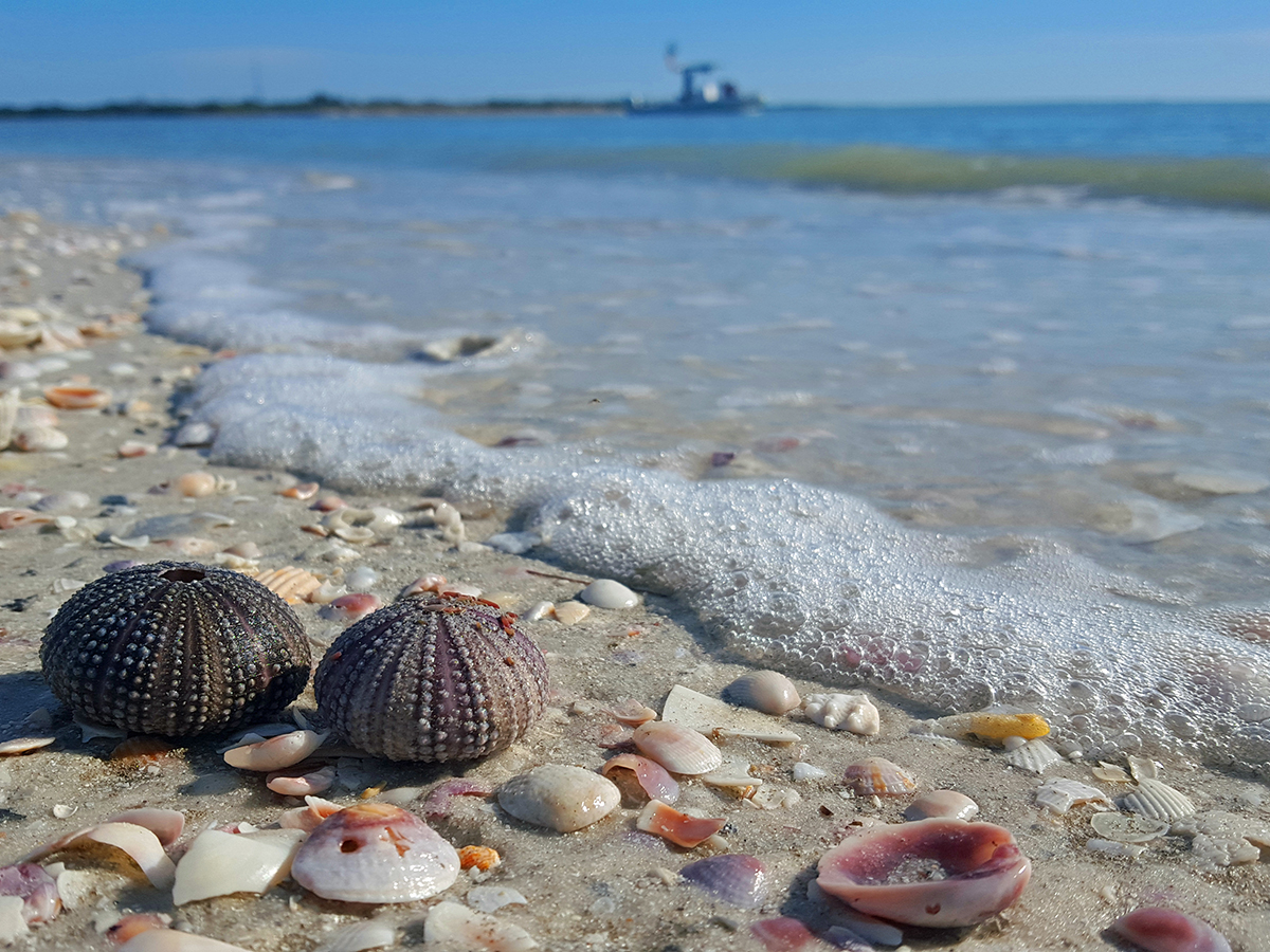 beach with seashells