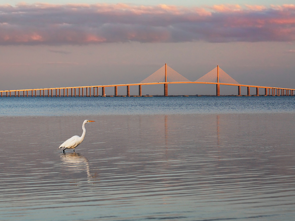 skyway bridge with great egret
